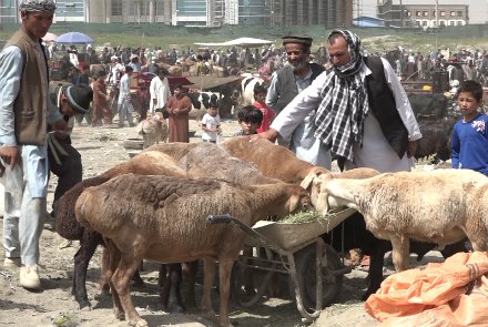Photo of افزایش ۴۰ درصدی بهای دام‌ها در افغانستان در آستانه عید قربان