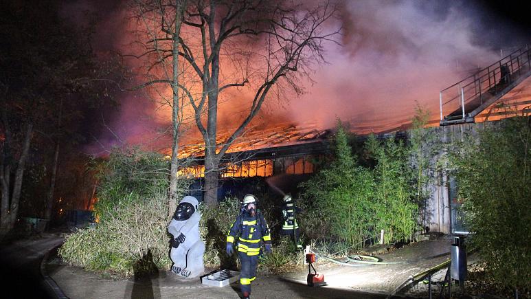 Photo of پیرترین گوریل اروپا در آتش‌سوزی باغ‌وحشی در آلمان جان سپرد