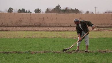 Photo of خوش‌بینی کشاورزان از بارندگی‌های اخیر در بلخ