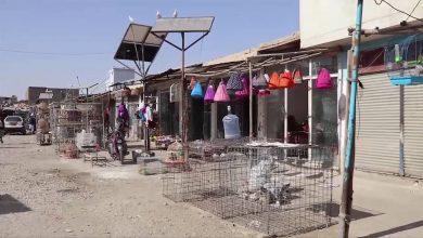 Photo of کم‌رنگ شدن بازار پرنده‌فروشان مزارشریف